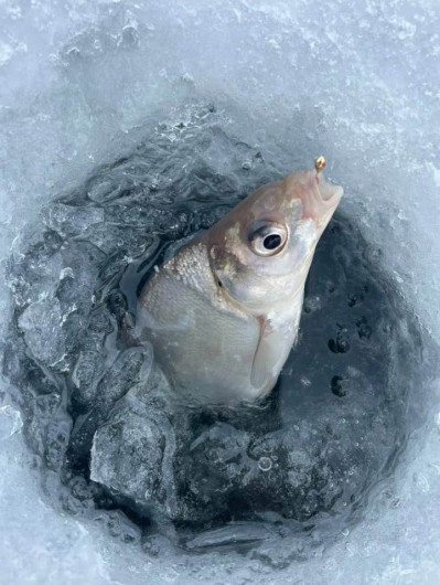 Мормышка для зимней рыбалки - "Капля". Диаметр - 6,0 мм, вес -2,82 гр., цвет - Черное серебро. Тульская точеная спортивная вольфрамовая мормышка в наборе - 5 шт.